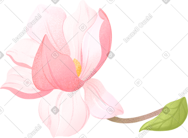 Twig with large magnolia flower PNG, SVG