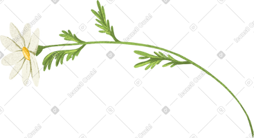 茎上的洋甘菊 PNG, SVG