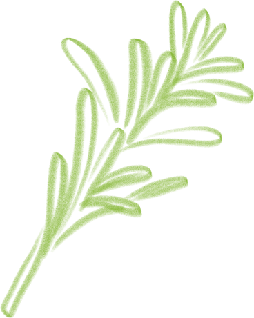 leaves of romarinus PNG, SVG