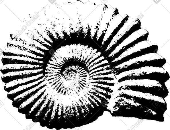 fossil shell PNG, SVG