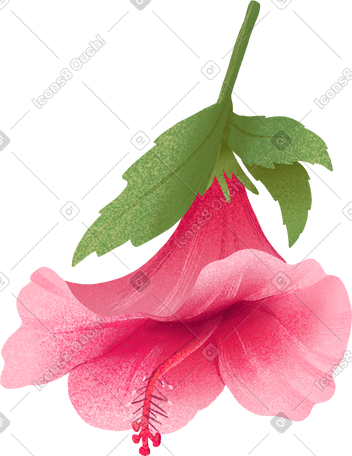 pink hibiscus flower with leaf PNG, SVG