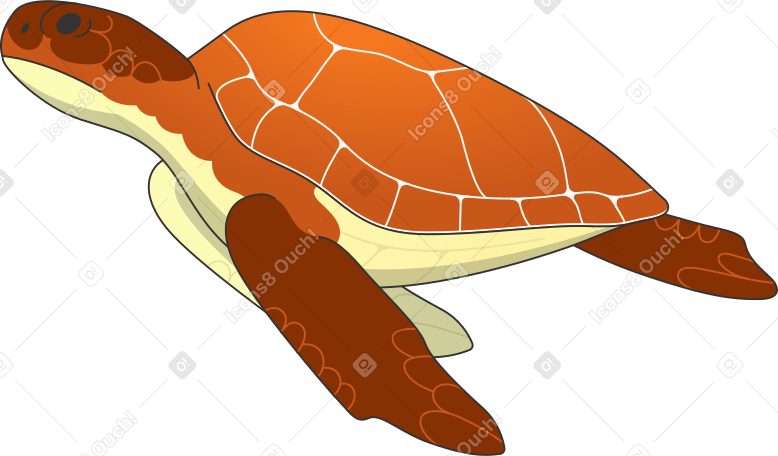 中型龟 PNG, SVG
