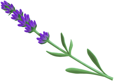 lavender PNG、SVG