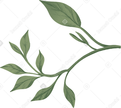 twig with green leaves of various sizes PNG, SVG