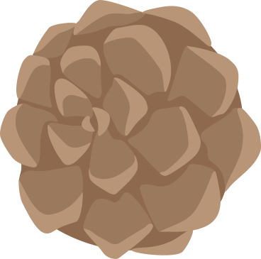 pine cone PNG, SVG