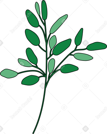 ramo d'olivo PNG, SVG