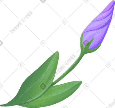 Little eustoma bud PNG, SVG