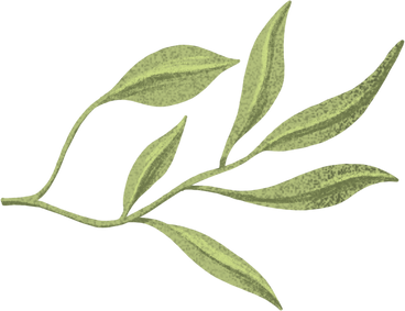 thin branch with elongated green leaves PNG, SVG
