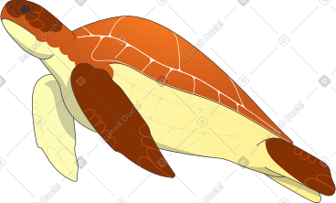 Large turtle PNG, SVG