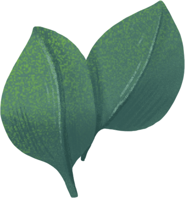 small eucalyptus leaves PNG, SVG
