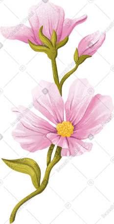 茎上有粉红色的花朵 PNG, SVG