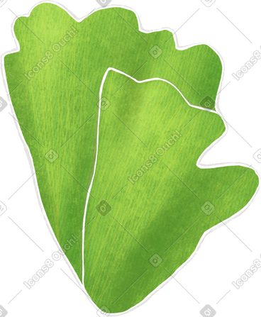 Green curly lettuce PNG, SVG