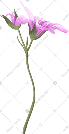 粉红色的花朵和花蕾 PNG, SVG