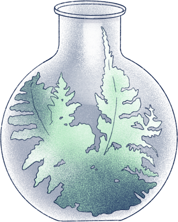fern in a flask PNG, SVG