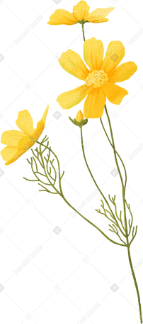 Желтые нежные цветки и бутон на изогнутой веточке в PNG, SVG