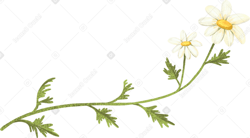 Marguerites sur une tige verte PNG, SVG