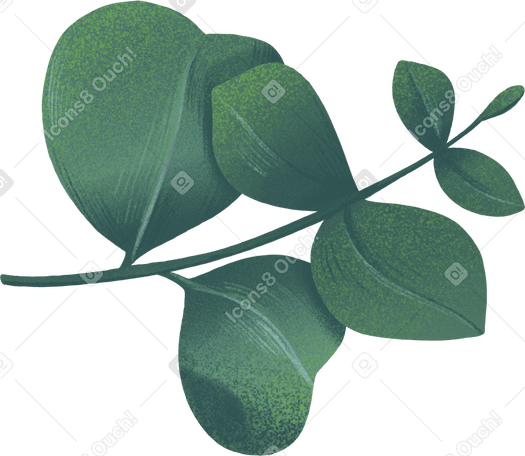 dark sprig of eucalyptus leaves PNG, SVG