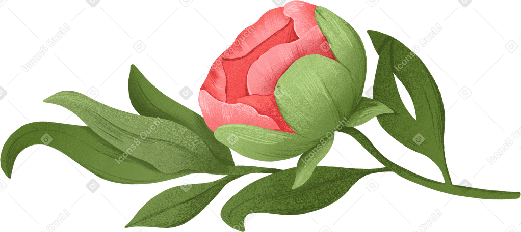 half-opened soft red peony with leaves PNG, SVG