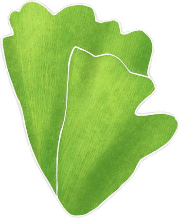 green curly lettuce PNG, SVG