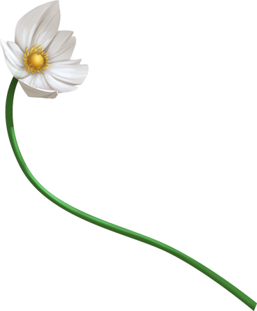 snowdrop anemone flower PNG, SVG