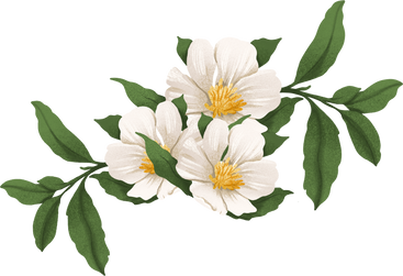 small bouquet with white rosehip flowers PNG, SVG