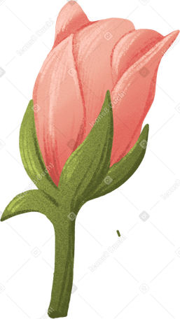 red rose bud on a short stem в PNG, SVG