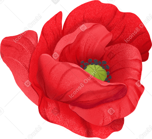 opened red poppy flower PNG、SVG