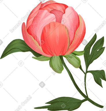 Large red full pedicel peony with leaves PNG, SVG