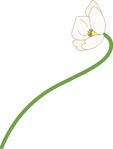 Snowdrop anemone flower PNG, SVG