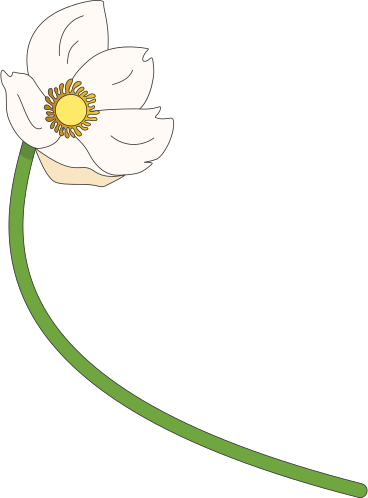 Snowdrop anemone flower PNG, SVG