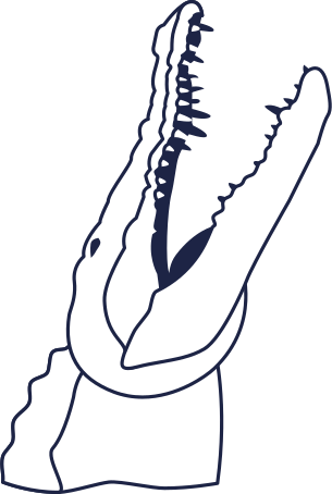 crocodile line Illustration in PNG, SVG