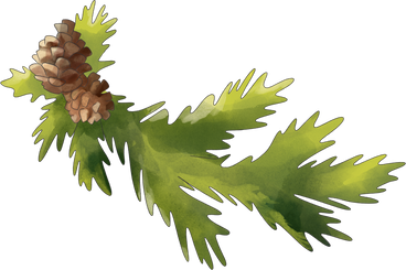fir branch with cones PNG, SVG
