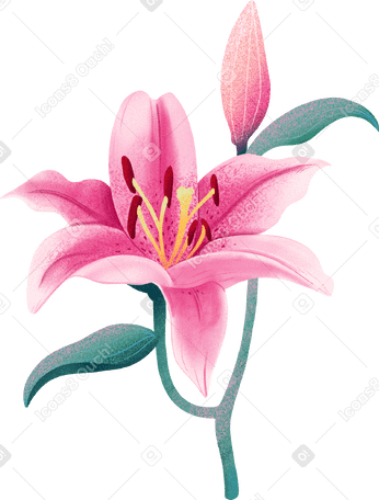 pink lily flower with bud PNG, SVG