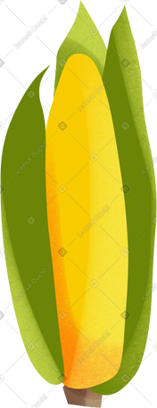 ear of corn PNG, SVG