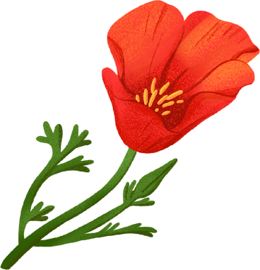 red poppy on a green stem PNG, SVG