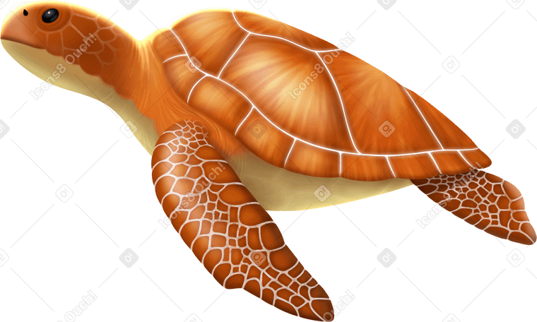 turtle middle в PNG, SVG