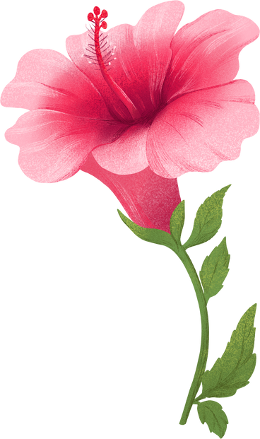 large pink hibiscus flower on a stem with leaves PNG, SVG