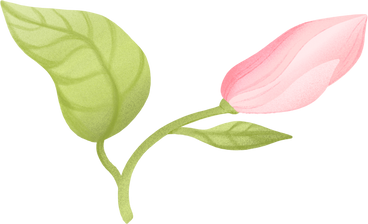 Magnolia bud on a branch PNG, SVG