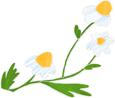 three chamomile flowers on a branch with leaves PNG, SVG