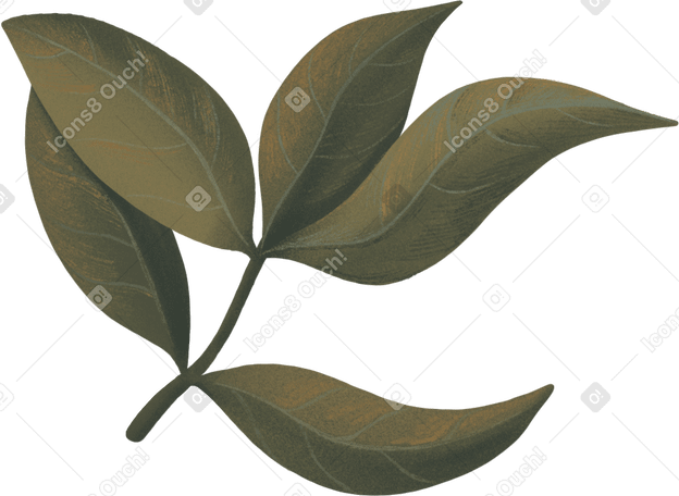 branch with green peony leaves PNG, SVG