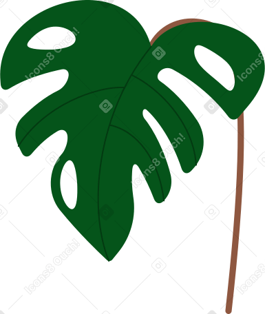monstera plant Illustration in PNG, SVG