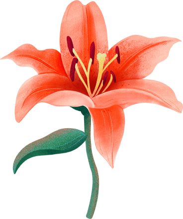 orange lily on a stem PNG, SVG