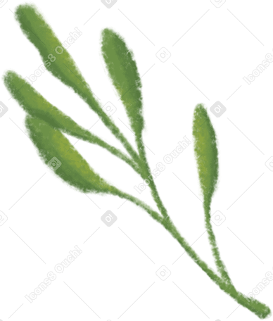 olive leaf PNG, SVG