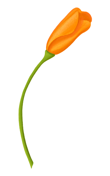 Eschsholzia-orangenknospe PNG, SVG
