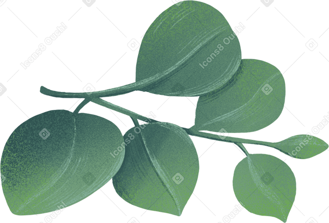 Kleiner zweig aus eukalyptusblättern PNG, SVG