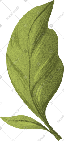 large and small green leaf PNG, SVG