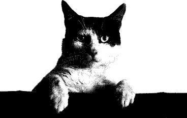 Кот в PNG, SVG
