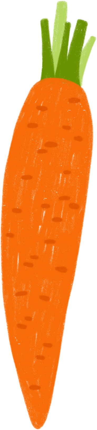 Морковь в PNG, SVG