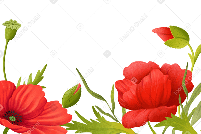 Background with red poppies around the edges PNG, SVG