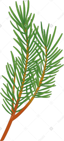 ветка елки в PNG, SVG
